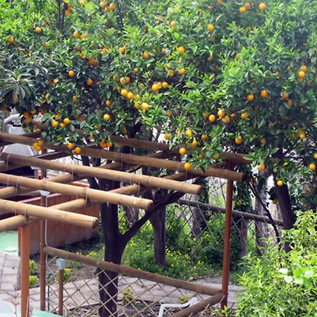 Aparthotel Villa Marinu-3