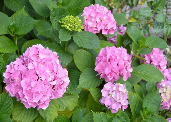 Hoteles en Sant'Angelo (Isola d'Ischia)